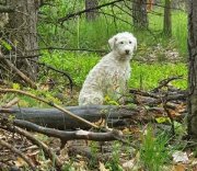 pies siedzący w lesie