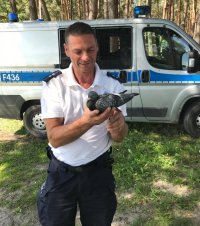 policjant trzymający uratowanego gołębia