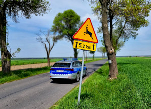 na zdjęciu widać policyjny oznakowany radiowóz poruszający się poza obszarem zabudowanym, na pierwszym planie znak drogowy ostrzegający przed możliwością napotkania na drodze zwierząt dzikich.
