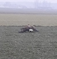 orzeł bielik na polu