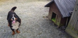 na zdjęciu widać psa i budę przygotowaną do zimowych warunków