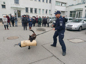 pokaz tresury psa służbowego