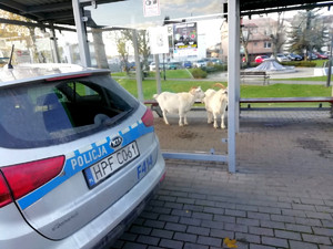 kozy na przystanku, obok policyjny radiowóz.