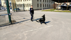 Przewodnik wraz z psem.