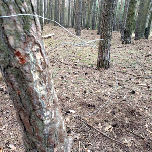 Metalowe wnyki założone na drzewie.