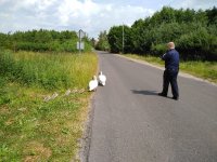 policjant ratujący łabędzie