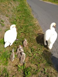 uratowana przez policjantów łabędzie rodzina